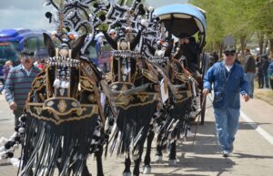 Reatas de mulas enjaezadas o vestidas con arreos o guarniciones y enganchadas a carros de época.
